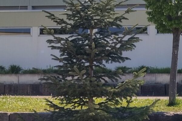 grundschule_hochberg_foerderverein_tannenbaum-scaled-619x1024
